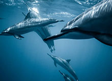 开云官网APP：开启无缝体验的数字生活新入口